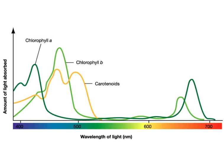 Chapter 10. Photosynthesis Biology for Majors (openstax import)