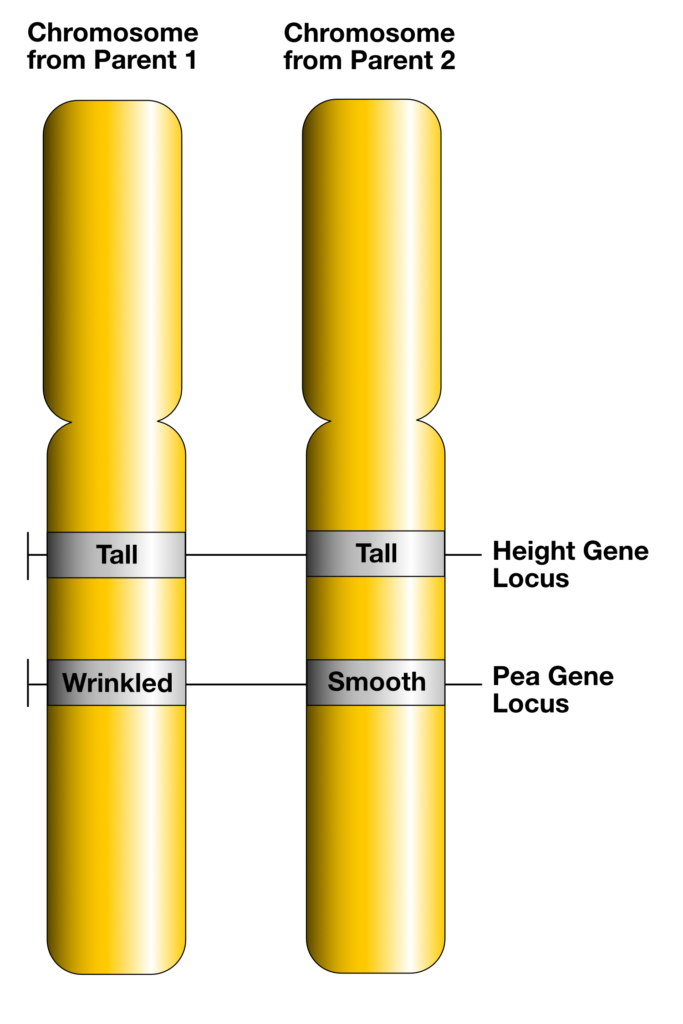 Chapter 14. Mendel and Heredity Biology for Majors (openstax import)