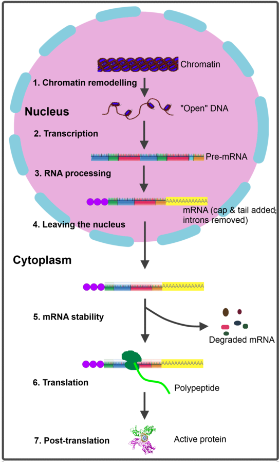 Chapter 18 Control of Gene Expression Biology for Majors (openstax