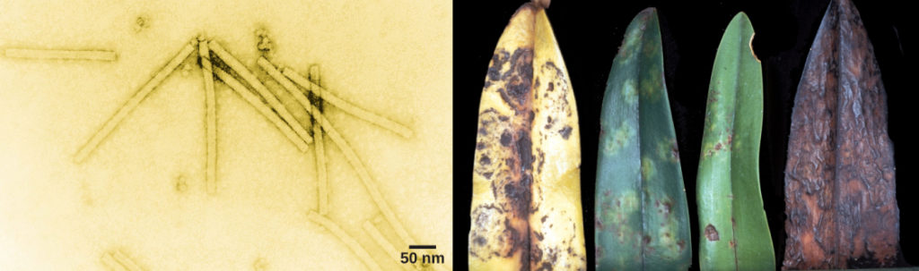 La micrografía electrónica de la izquierda muestra el virus del mosaico del tabaco, que tiene la forma de un rectángulo largo y delgado. La foto de la derecha muestra una hoja de orquídea en diferentes estados de descomposición. Los síntomas iniciales son manchas amarillas y marrones. Finalmente, toda la hoja se vuelve amarilla con manchas marrones, luego completamente marrón.