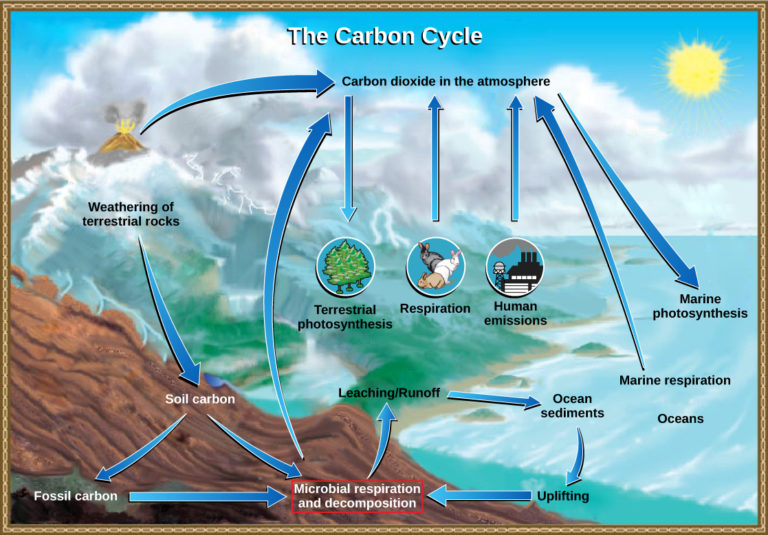 Role of Prokaryotes in Ecosystems Biology for Majors II