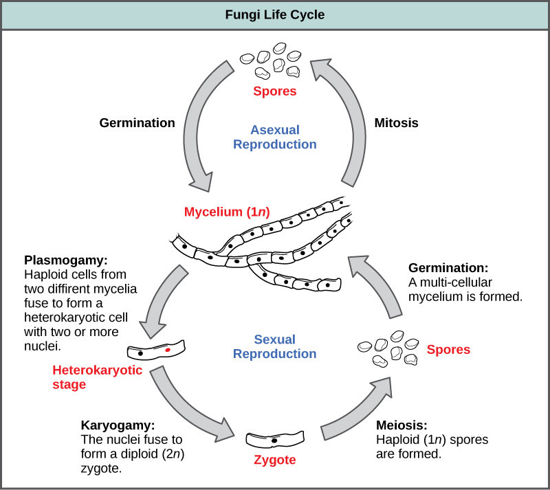 Asexual Reproduction Vs Sexual Reproduction Chart