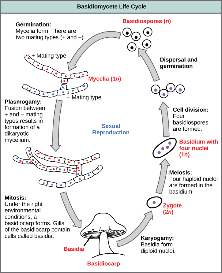 Basidiomycota The Club Fungi Biology For Majors Ii