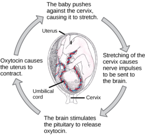 Control of Homeostasis | Biology for Majors II