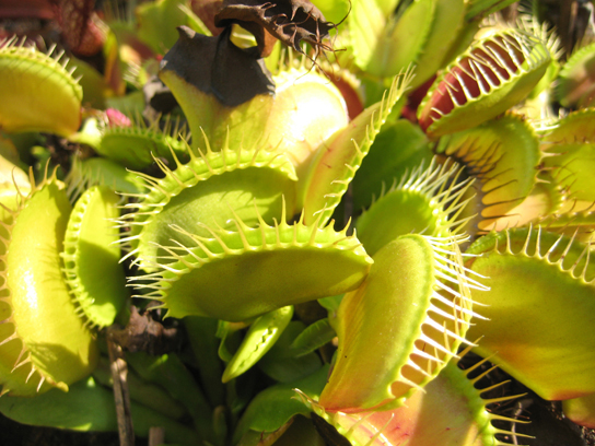 bilden visar en Venus flytrap. Par av modifierade löv av denna växt har utseende av en mun. Vita, hårliknande bilagor vid öppningen av munnen har utseende av tänder. Munnen kan stänga på oönskade insekter och fånga dem i tänderna.