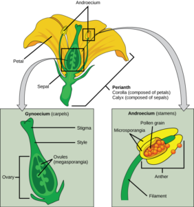 Flower Structure | Biology for Majors II
