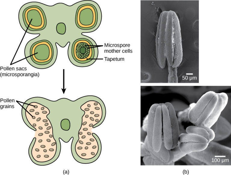 Reproductive Development and Structure Biology for Majors II