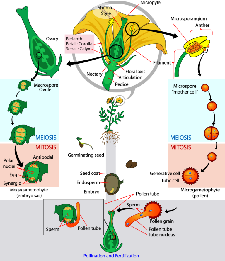 Angiosperms Biology for Majors II