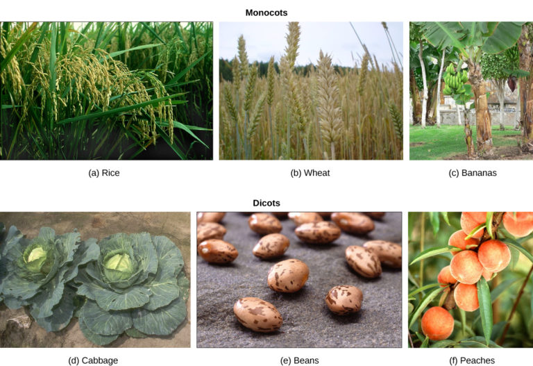 Seed plants biology for majors ii