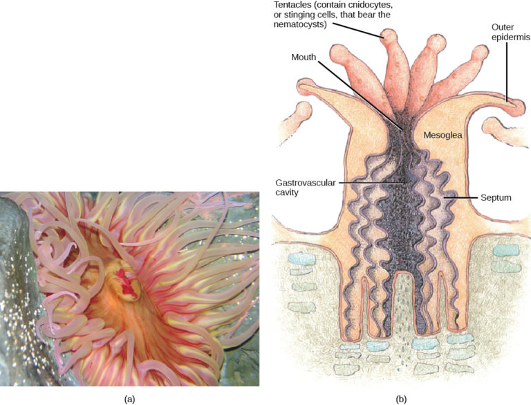 Classes in the Phylum Cnidaria Biology for Majors II