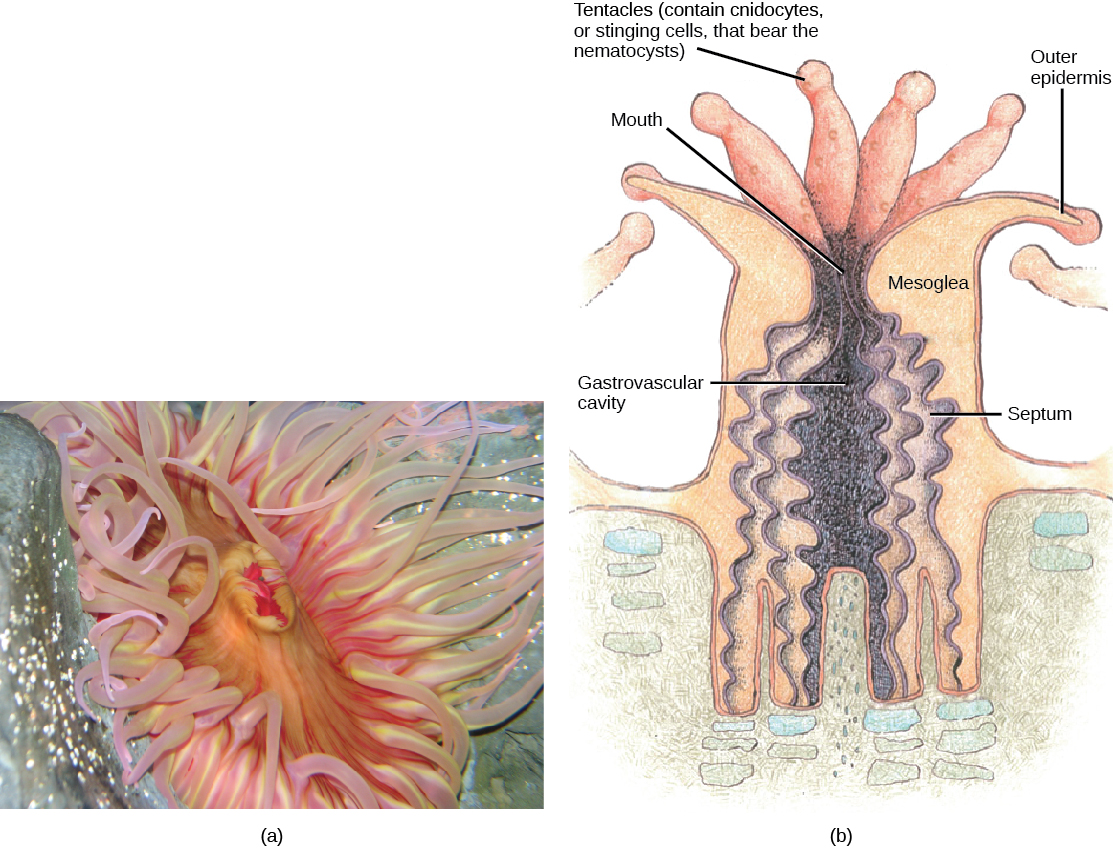 Classes In The Phylum Cnidaria Biology For Majors II
