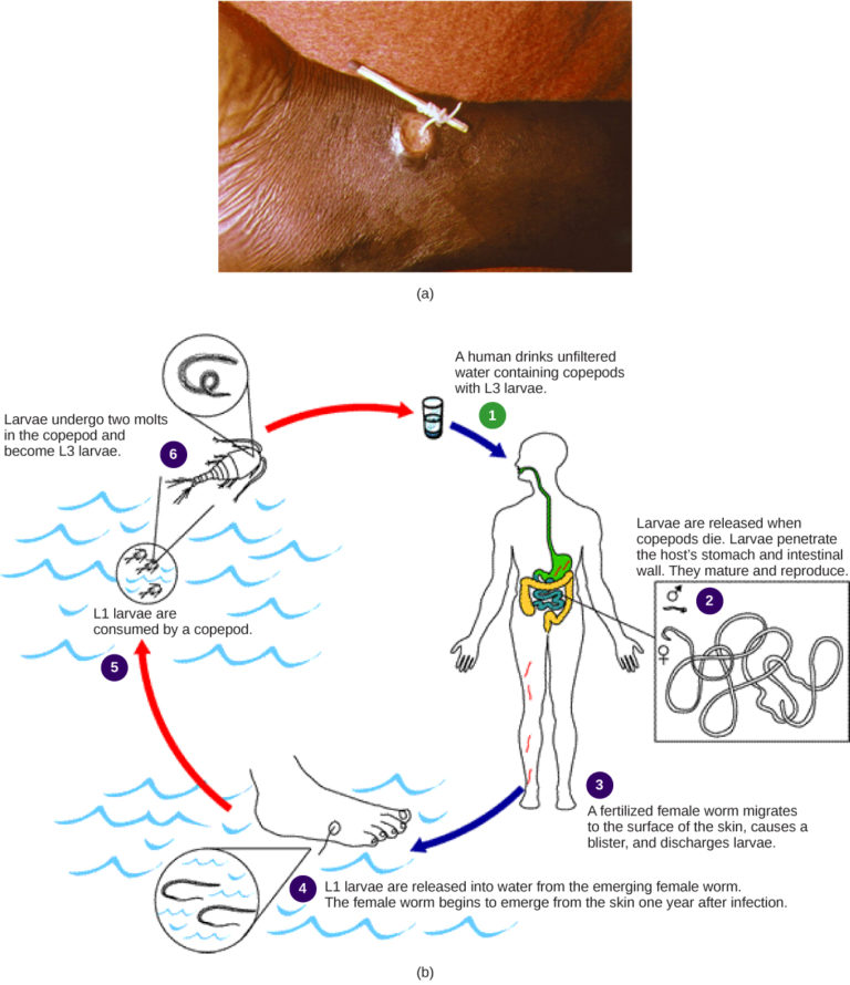Superphylum Ecdysozoa Biology for Majors II