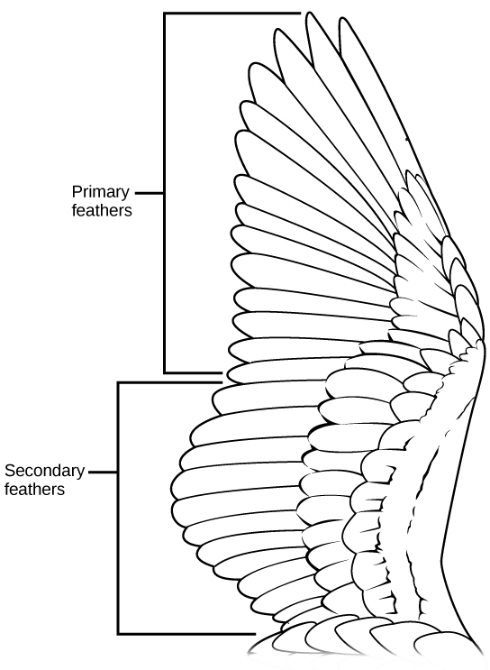 Download Characteristics Of Birds Biology For Majors Ii