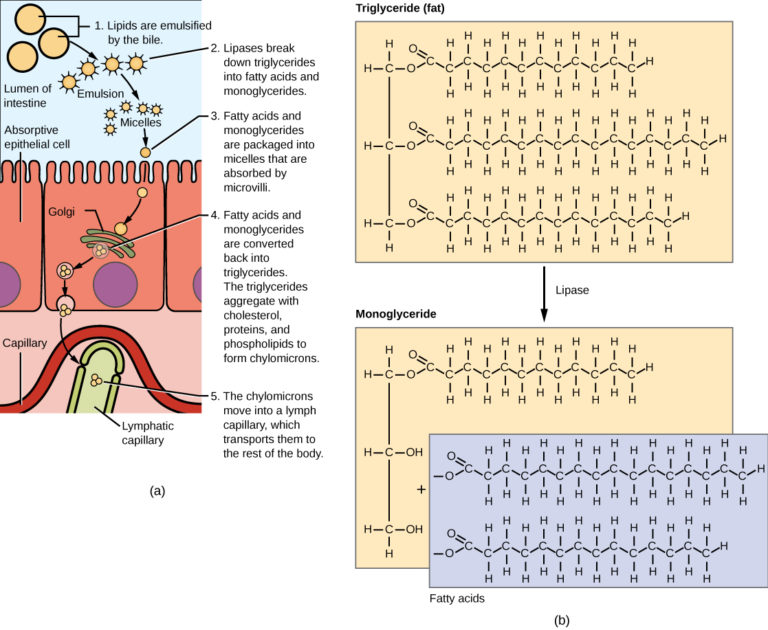 Digestive System Processes Biology for Majors II