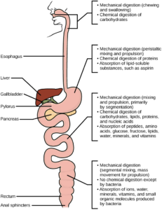 Digestive System Processes | Biology for Majors II