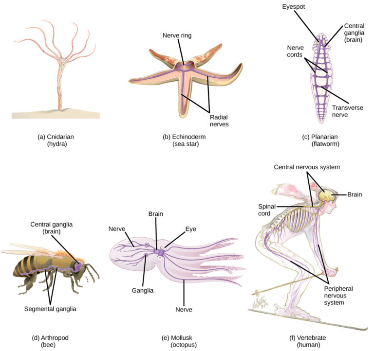 Components of the Nervous System | Biology for Majors II