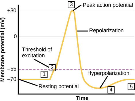 action potential diagram labeled