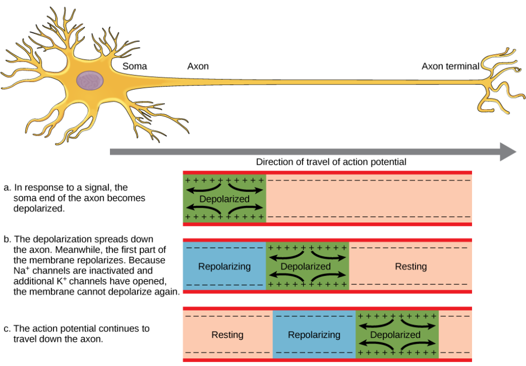 Axon hillock - definition