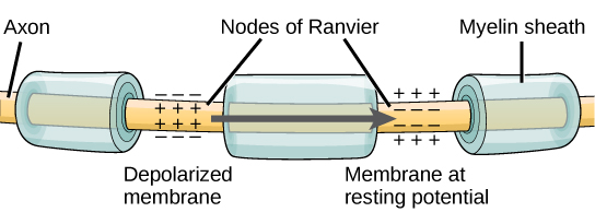 action potential axon