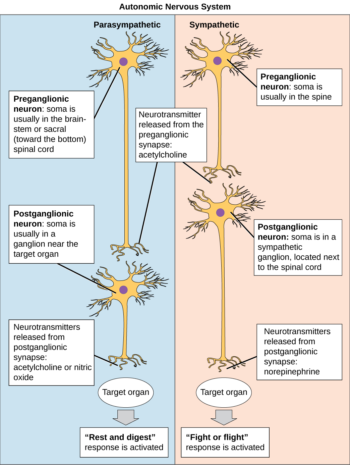 Autonomic Nervous System | Biology for Majors II