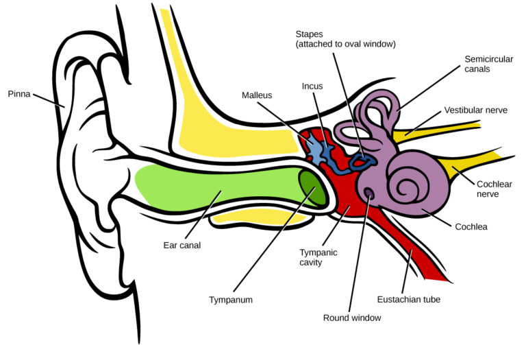 Ear structure and cochlea