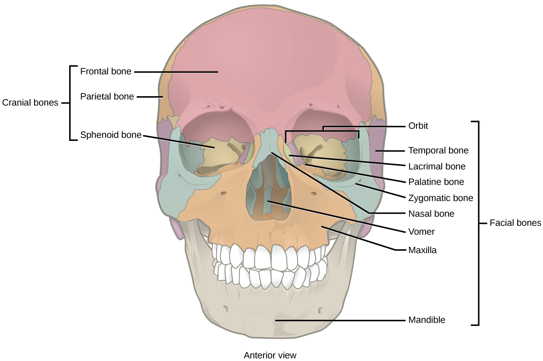 Human Axial Skeleton Biology For Majors Ii