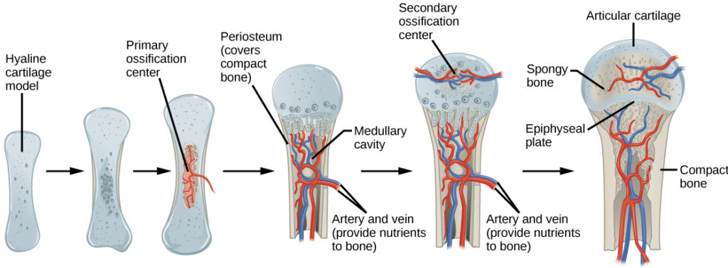 endochondral ossification vs intramembranous ossification