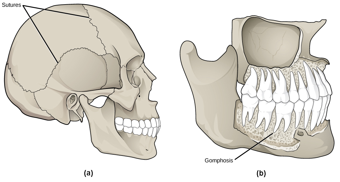 Joints and Skeletal Movement Biology for Majors II