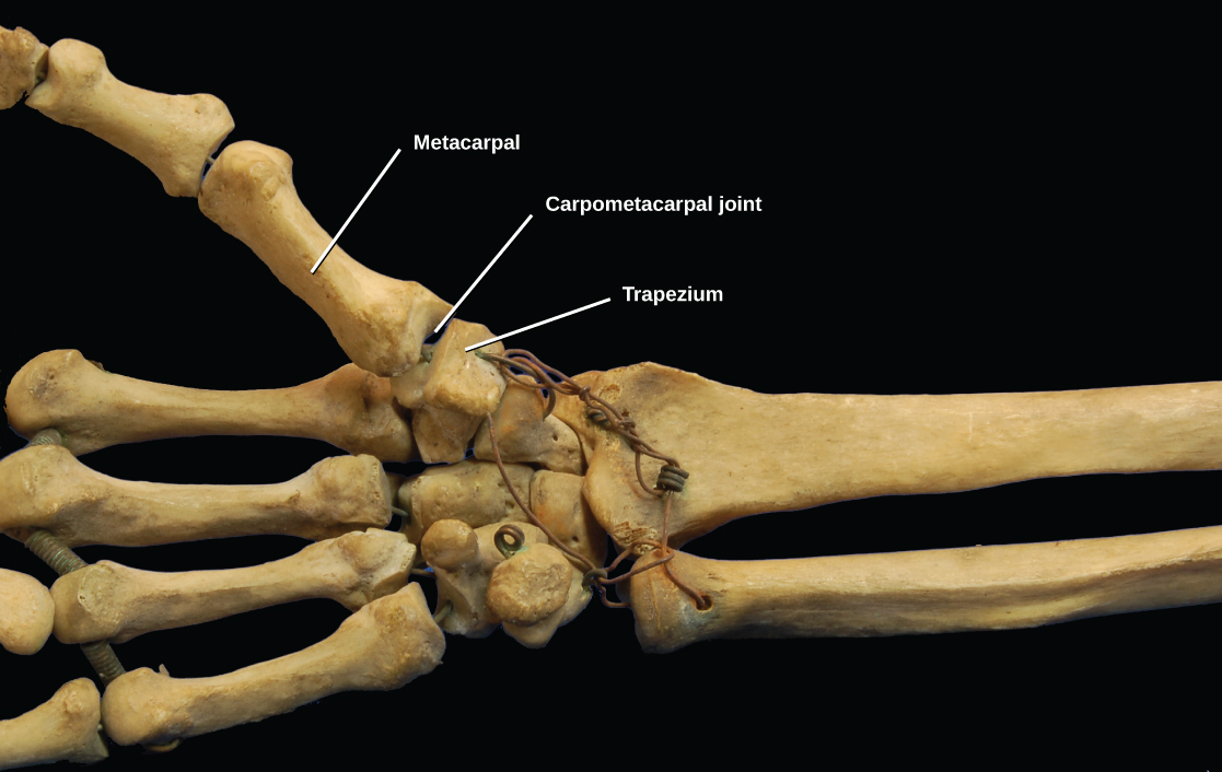 Types of Synovial Joints Biology for Majors II