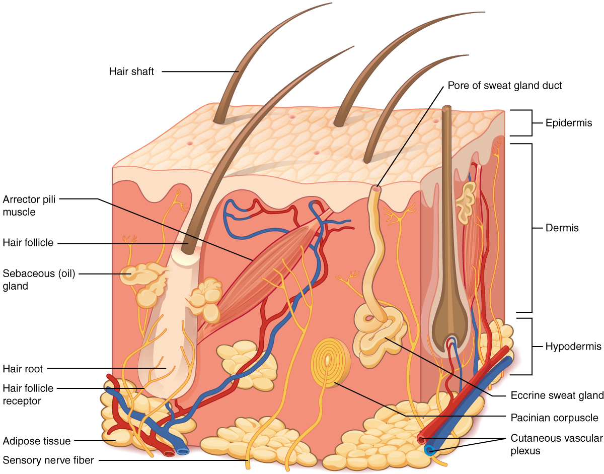 integumentary system body for kids