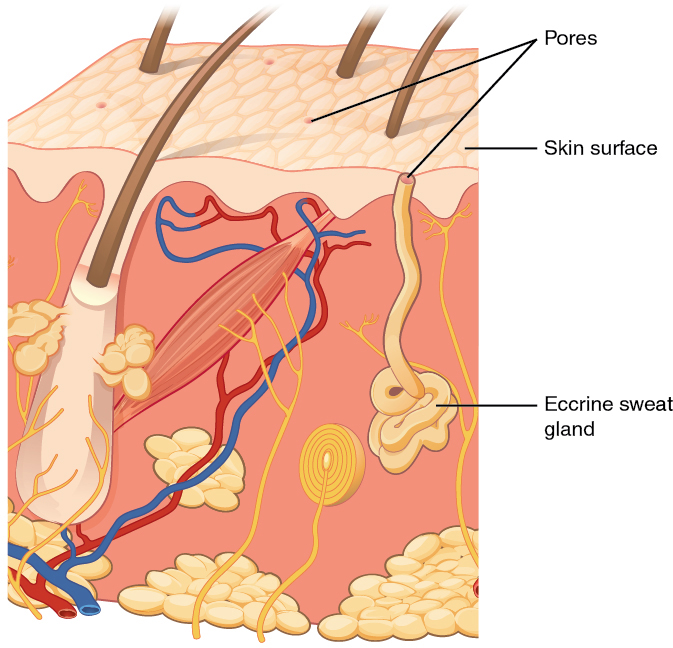 Ce diagramme montre une glande sudoripare eccrine intégrée dans une coupe transversale de tissu cutané. La glande sudoripare eccrine est un faisceau de tubes blancs encastrés dans le derme. Un seul tube blanc remonte du faisceau et s'ouvre à la surface de l'épiderme. L'ouverture s'appelle un pore. Il y a plusieurs pores sur le petit bloc de peau représenté dans ce diagramme.