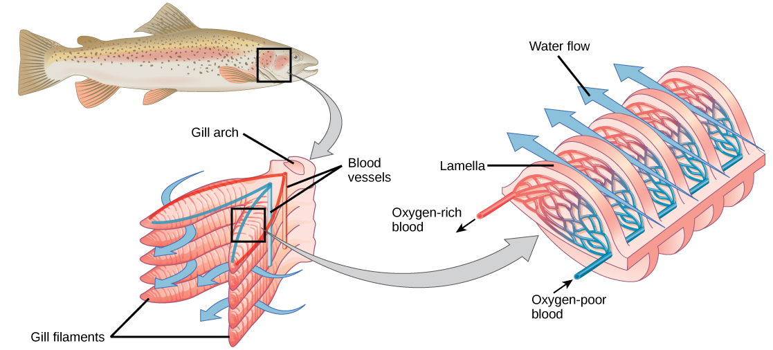 Systems of Gas Exchange Biology for Majors II