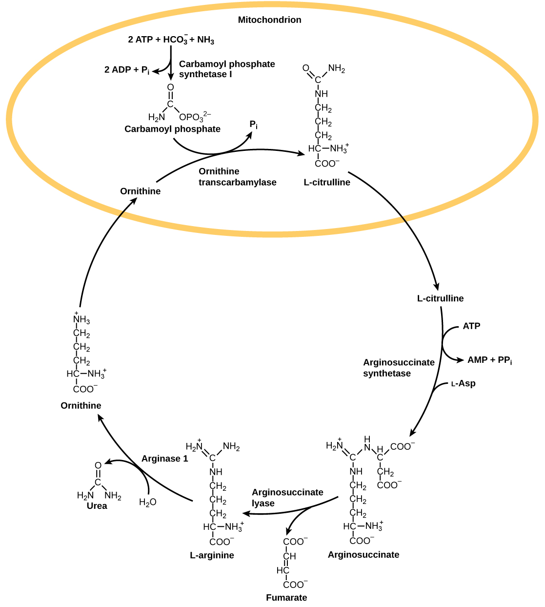 Nitrogenous Wastes Biology for Majors II