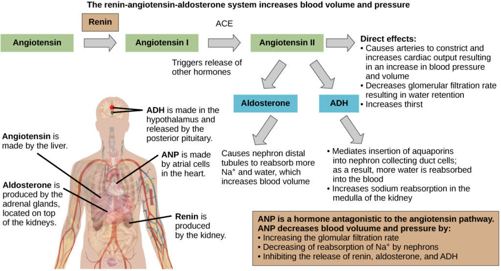 Aldosterone