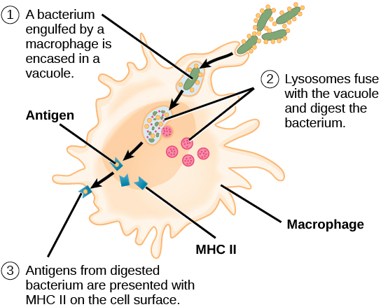 Adaptive Immune Response Biology Ii 2737