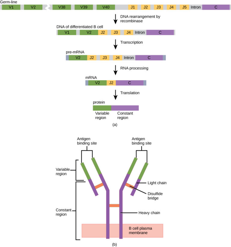 Antibody Structure Biology for Majors II