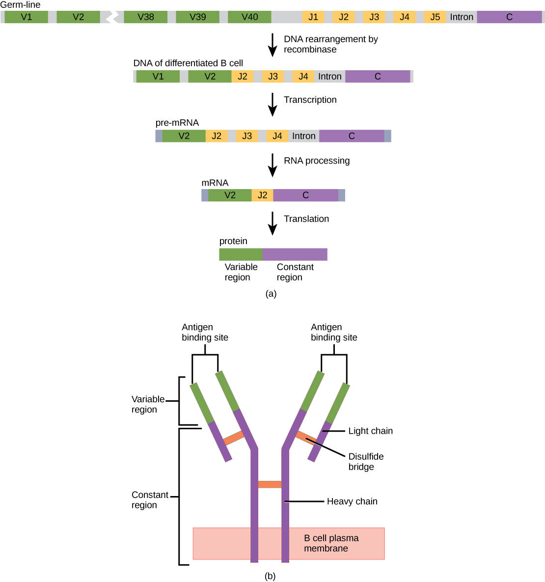 Antibody Structure Biology for Majors II