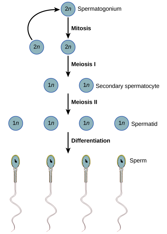 Human Reproductive Anatomy And Gametogenesis Biology Ii 