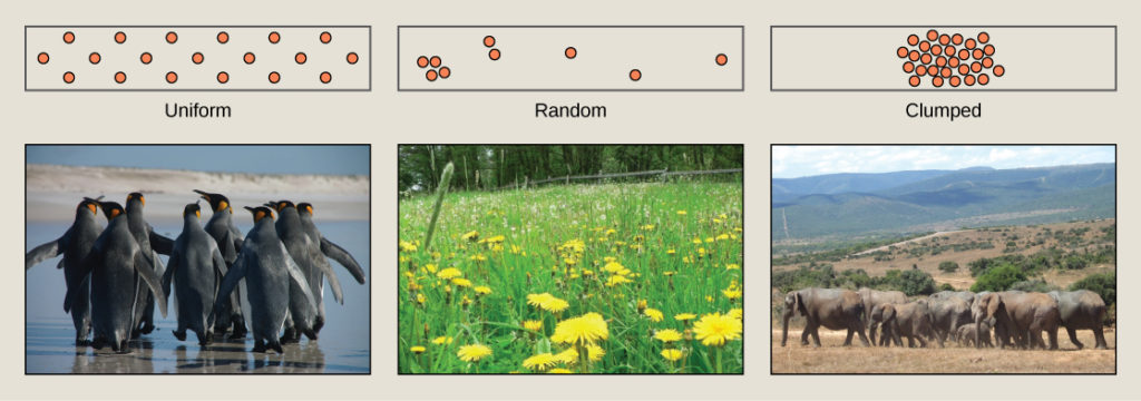 Photo (a) shows penguins, which maintain a defined territory and therefore have a uniform distribution. Photo (b) shows a field of dandelions whose seeds are dispersed by wind, resulting in a random distribution patter. Photo (c) shows elephants, which travel in herds resulting in a clumped distribution pattern.