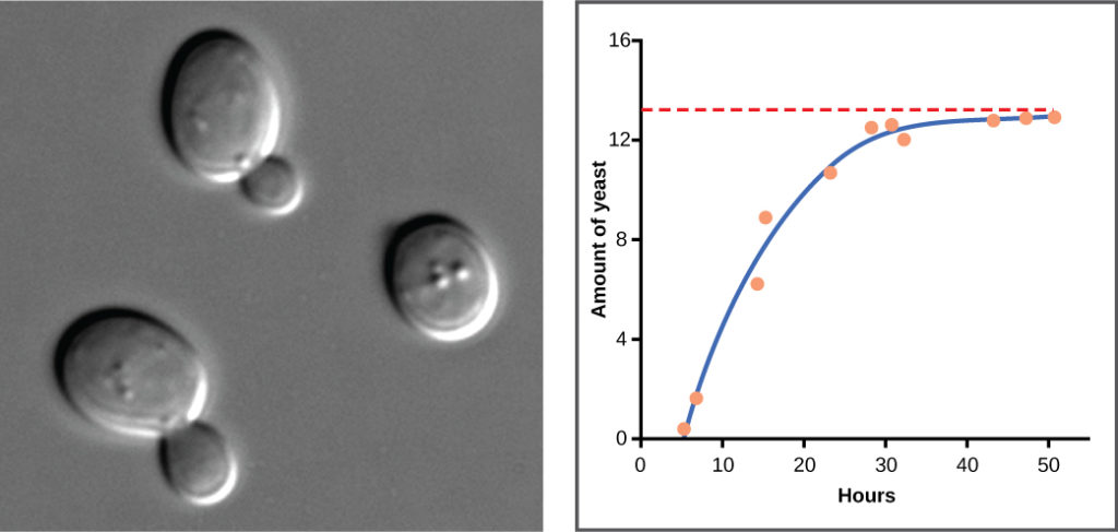 Graph plots amount of yeast versus time of growth in hours. The curve rises steeply, and then plateaus at the carrying capacity. Data points tightly follow the curve. 
