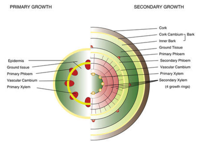 How To Read Tree Growth Rings - YouTube