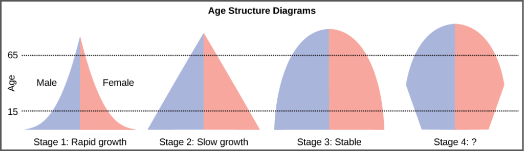 Pour les quatre différents diagrammes de structure d'âge présentés, la base représente la naissance et le sommet se produit autour de 70 ans. Le diagramme de structure d'âge pour le stade 1, la croissance rapide, a la forme d'un triangle dégonflé qui commence large à la base et diminue rapidement jusqu'à un sommet étroit, indiquant que le nombre d'individus diminue rapidement avec l'âge. Le diagramme de structure d'âge pour le stade 2, croissance lente, est de forme triangulaire, indiquant que le nombre d'individus diminue régulièrement avec l'âge. Le diagramme de structure d'âge pour le stade 3, croissance stable, est arrondi au sommet, indiquant que le nombre d'individus par groupe d'âge diminue progressivement au début, puis augmente pour la partie la plus âgée de la population. Le dernier diagramme de structure d'âge, stade 4, s'élargit de la base à l'âge moyen, puis se rétrécit jusqu'à un sommet arrondi. Le type de population indiqué par ce diagramme n'est pas donné, car cela fait partie de la question du lien avec l'art.