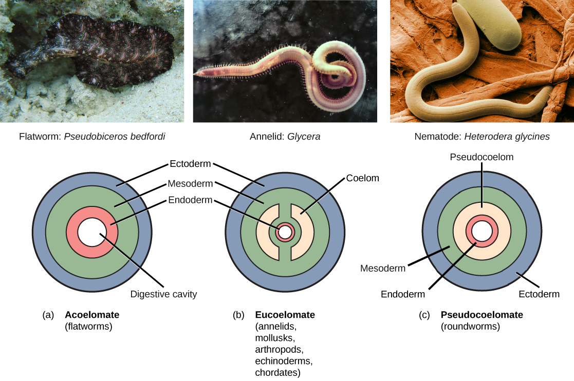 Animal Reproduction Biology for Majors II