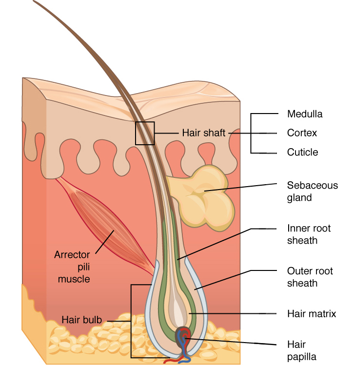 Dieses Diagramm zeigt einen Querschnitt der Haut mit einem Haarfollikel. Der Follikel ist tropfenförmig. Seine vergrößerte Basis, die Haarzwiebel genannt, ist in die Hypodermis eingebettet. Die äußerste Schicht des Follikels ist die Epidermis, die von der Hautoberfläche eindringt, um den Follikel zu umhüllen. Innerhalb der Epidermis befindet sich die äußere Wurzelscheide, die nur auf der Haarzwiebel vorhanden ist. Es erstreckt sich nicht über den Haarschaft. Innerhalb der äußeren Wurzelhülle befindet sich die innere Wurzelhülle. Die innere Wurzelscheide erstreckt sich etwa zur Hälfte des Haarschaftes und endet in der Mitte der Dermis. Die Haarmatrix ist die innerste Schicht. Die Haarmatrix umgibt den Boden des Haarschafts, wo sie in die Haarzwiebel eingebettet ist. Der Haarschaft an sich enthält drei Schichten: die äußerste Kutikula, eine mittlere Schicht namens Cortex und eine innerste Schicht namens Medulla.