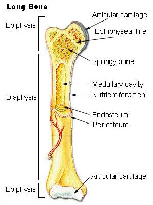 neither short nor flat bones contain a medullary cavity