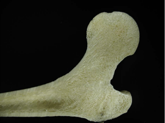 A photograph of a bone. Portions of the bone are noticeably more or less dense than each other. The dense portions have very small pores, while the spongy portions are very porous. 