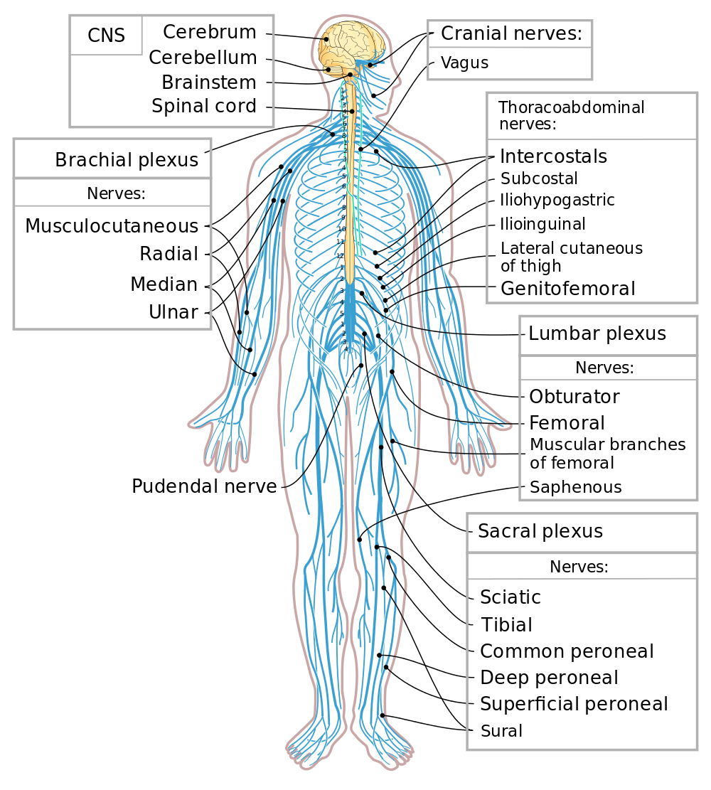 Control Systems Biology For Majors II Control Systems Biology For Majors II
