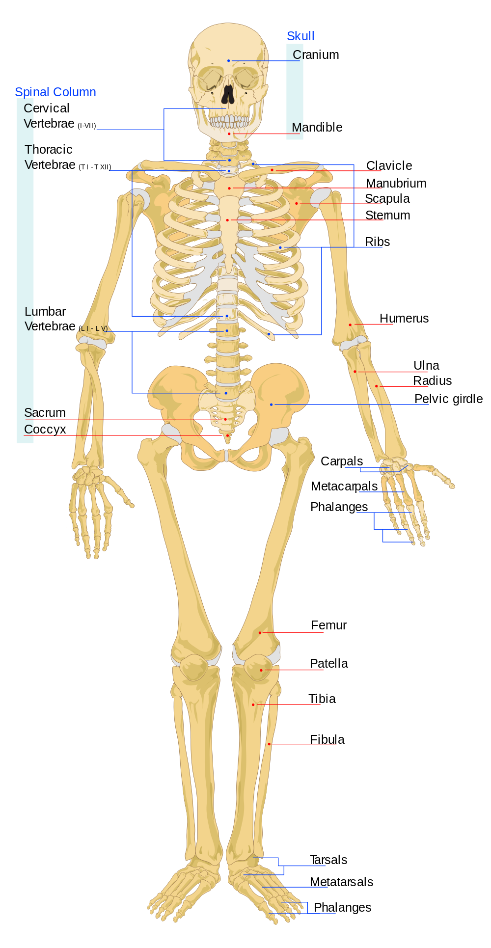 Contents and Container: The Organs, Membranes & Skeleton: The Lower