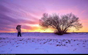 A bare tree in front of a colorful sunrise.