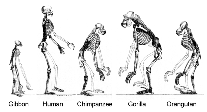 evolution of man timeline